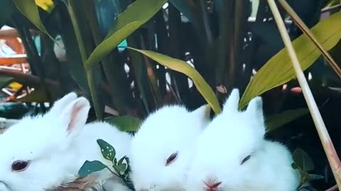 Rabbit lovers ❤️