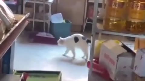Funny Cat And Dog