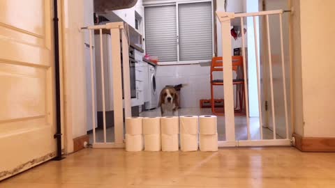 Toilet Paper Stacked to High for Doggo