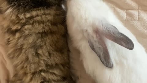 Love between cat and rabbit