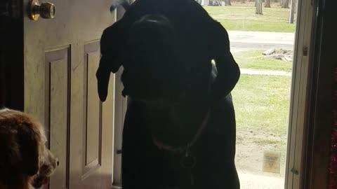 Great Dane Wants Mom To play Outside