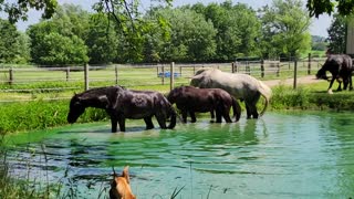 Horses splash in pond to escape intense summer heat