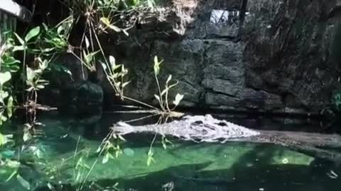 Full view of crocodile in water .