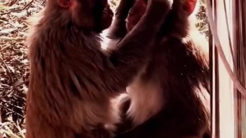 Funny Cute Monkey Videos Compilations 2022