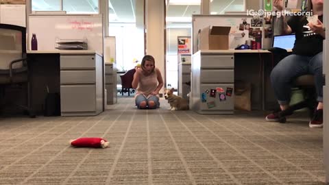 Tan dog chases yellow ball in office
