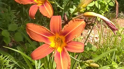 Tiger Lily