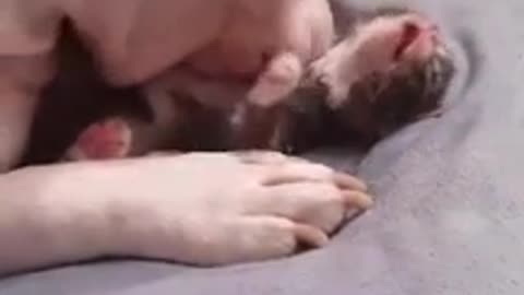 Pitbull Lovers - Unbelievable! Watch this video