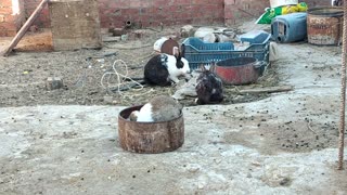 A cute bunny sits on a plate