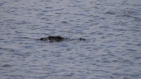 Crocodile in a lake at Khaudum National Park, Namibia