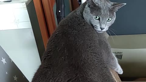 Very attractive cat butt. Don't touch