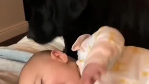 Cute Dog Playing With Baby