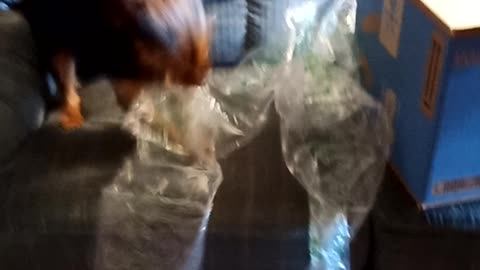 Buster and bubble wrap3