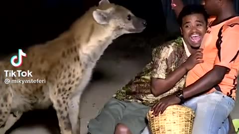 danger hyena eats meat bay human