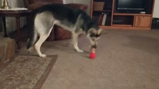 German Shepherd Abby - Playing with 2 Toys at Once