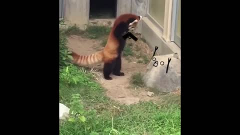 Paws up! Funniest Red Panda thinks is in arrest