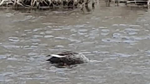 Duck moving hard in search of food.