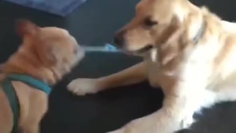 Puppy showing its unique talent with big one