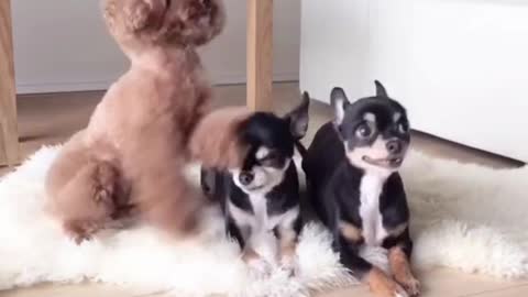 Cute Puppy's playing games🤣🐶😱