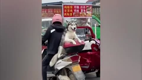 Husky The Drama Queen - Funny Animals