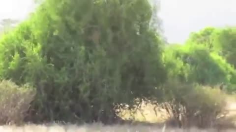 Lion Hunting Baboon By Climbing on the trees