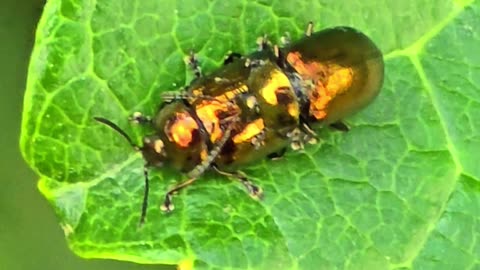 Golden beetles mating / beautiful insects in nature.