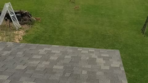 Twin Baby Deer!