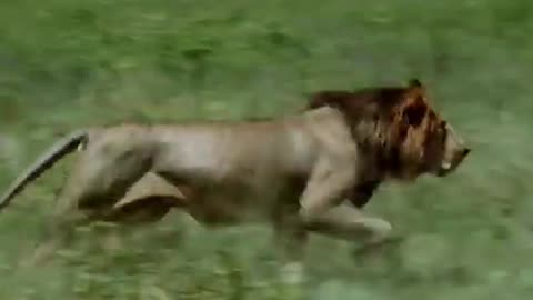 Lion-Queen-of-Nakuru-New-Documentary-Our-Climate