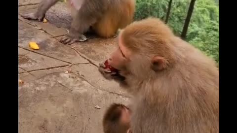 A family of monkeys at the zoo