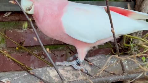 pink parrots - major mitchell cockatoo | aviary birds
