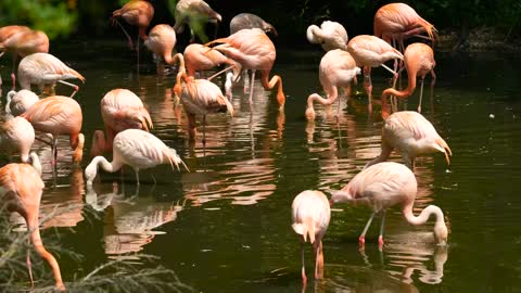 Flamingo Water Bird Bird Exotic Plumage Wildlife