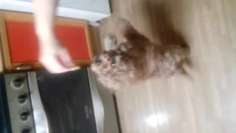 Poodle's cute technique