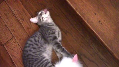 Kitten Lizzy Grooming The Furry Toy Aggressively