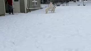 Shovel snow with Bella and Dixie