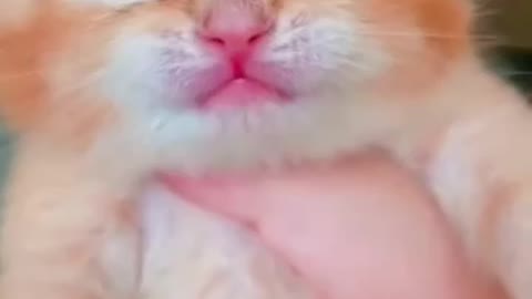 Cat cry for the first time cute face with blue eyes