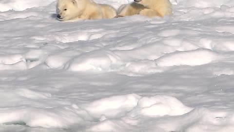 Polar Bears: Mother & Cubs encounter