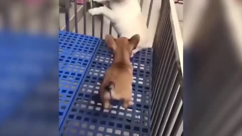 Best Cute Cats Funny Dogs Videos Ever - Funny Animals