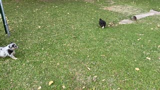 Australian Shepherd Puppies 2 Christmas Day Rumble (6 weeks old)