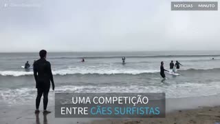 Cães participam de competição de surf na Califórnia