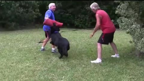 How To Make Your Dog Become Fully Aggressive With Few Simple Tips