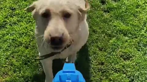 dog annoyed with a new water gun