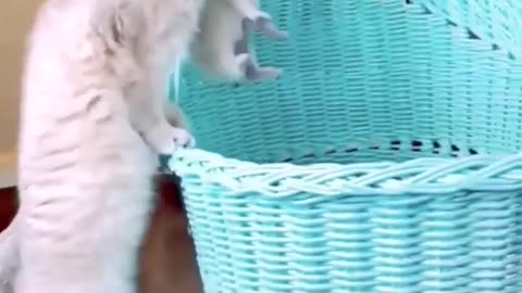 Funniest Videos 2023 😂 Funny Cats 🐱