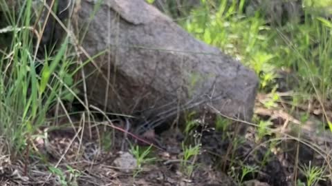 Friendly Passerby Quenches Snake’s Thirst