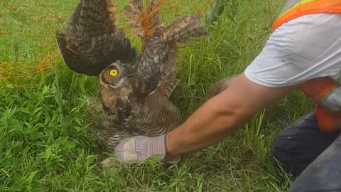 Owl Rescued from Orange Net