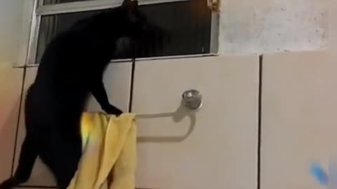 THE CAT, IMPOSSIBLE MISSION!