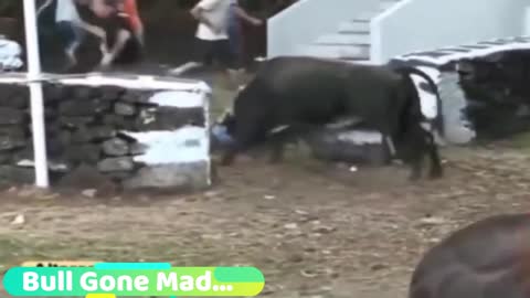 dangerous bull fighting u cant stop laughing so funny