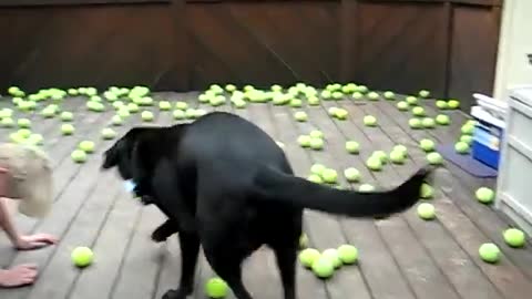 Dog Fan Of Tennis Balls Gets To Chase Them To His Heart's Content