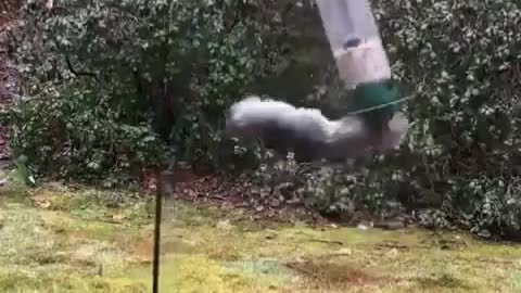 crazy squirrel...