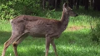 Deer and little dog