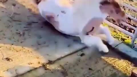 Very funny animal videos
