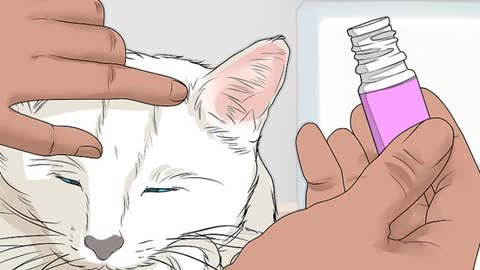 Tips and Tricks on how to calm a cat in heat